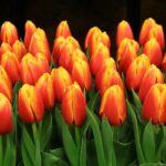 tulips, flower wallpaper, flowers-8397010.jpg