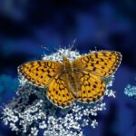 butterfly, laptop wallpaper, insect-8428277.jpg